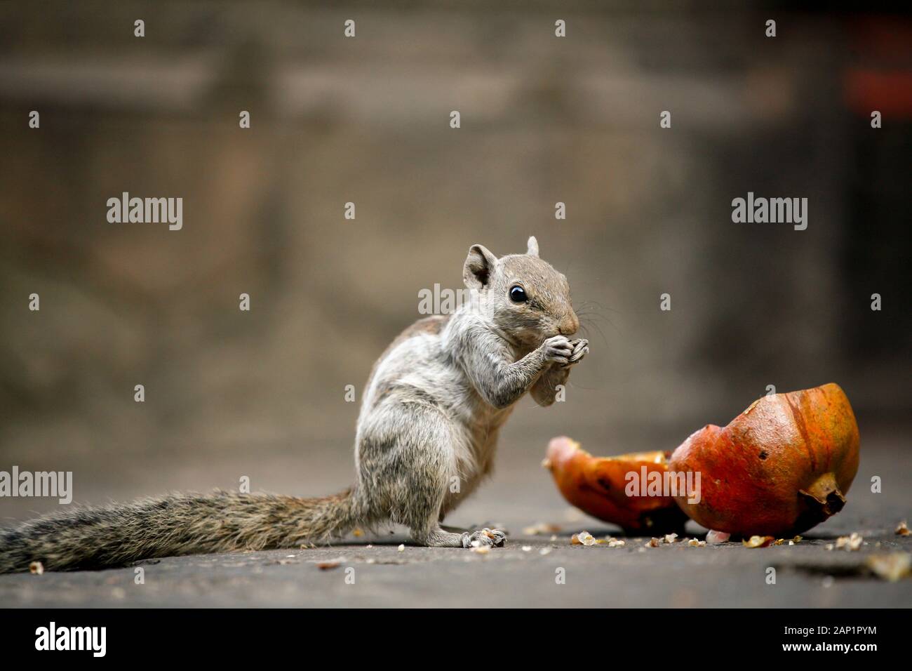cute squirrel eating pomegranate seeds Stock Photo Alamy