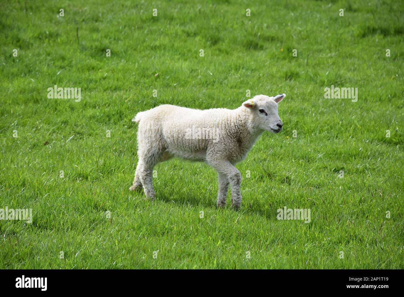 Spring with a white lamb in a grass field Stock Photo - Alamy