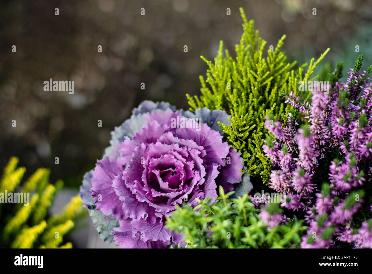 Autumn decoration plants background. Fresh violet ornamental cabbage plant (brassica oleracea) and heather plant (calluna vulgris) flowering. Beautifu Stock Photo