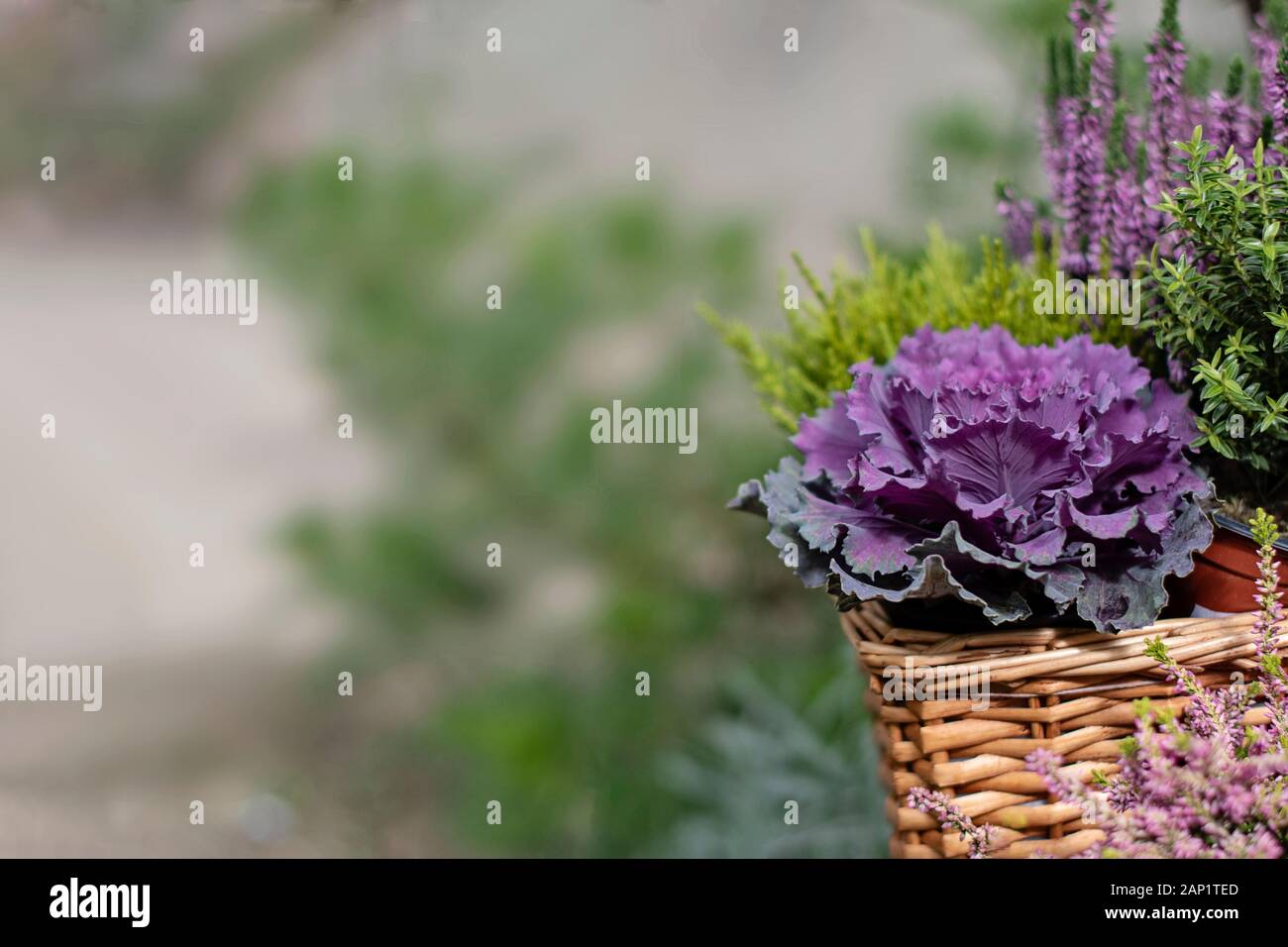 Autumn decoration plants background. Fresh violet ornamental cabbage plant (brassica oleracea) and heather plant (calluna vulgris) flowering in decora Stock Photo