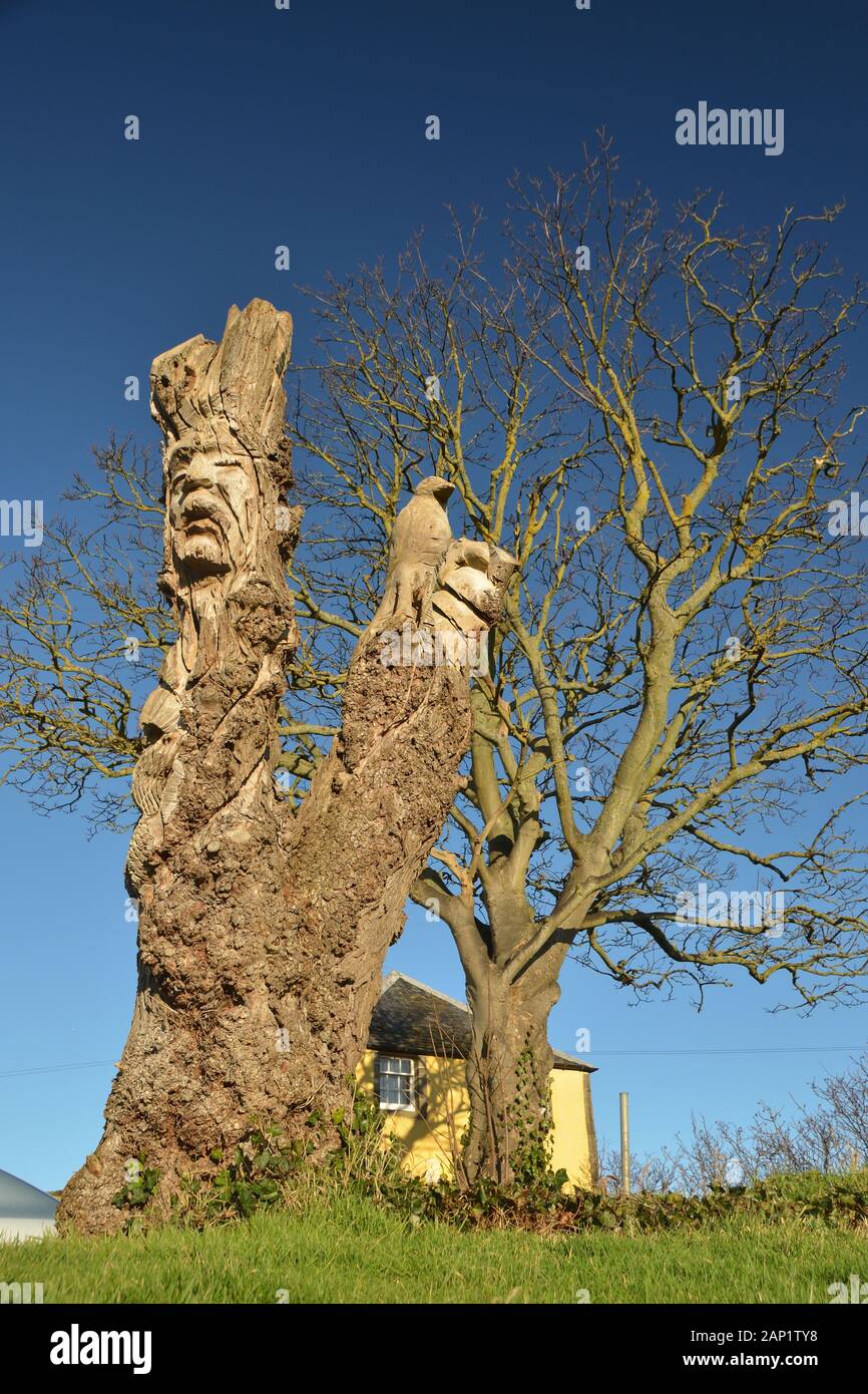 Wood carving of an old man's face and an eagle in a dead tree trunk against a blue sky at Banff Castle, Scotland Stock Photo