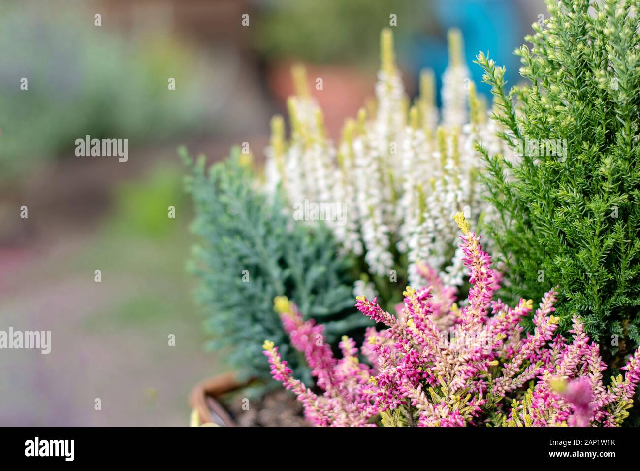 Autumn decoration plants background. Selective focus on fresh pink and white heather plant (calluna vulgris) flowering. Beautiful fall garden decorati Stock Photo