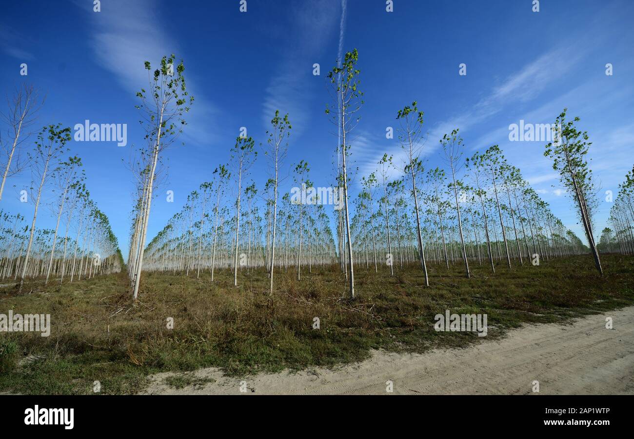 Raise arms to sky hi-res stock photography and images - Alamy