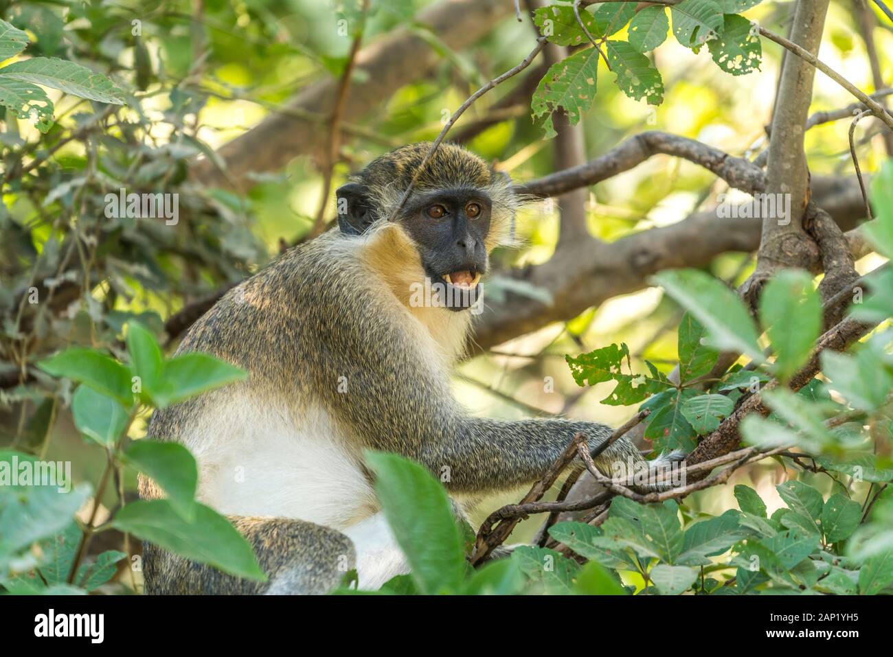 Westliche Grünmeerkatze Chlorocebus sabaeus, Bijilo Forest Park, Bijilo, Gambia, Westafrika  |  green monkey Chlorocebus sabaeus, Bijilo Forest Park, Stock Photo