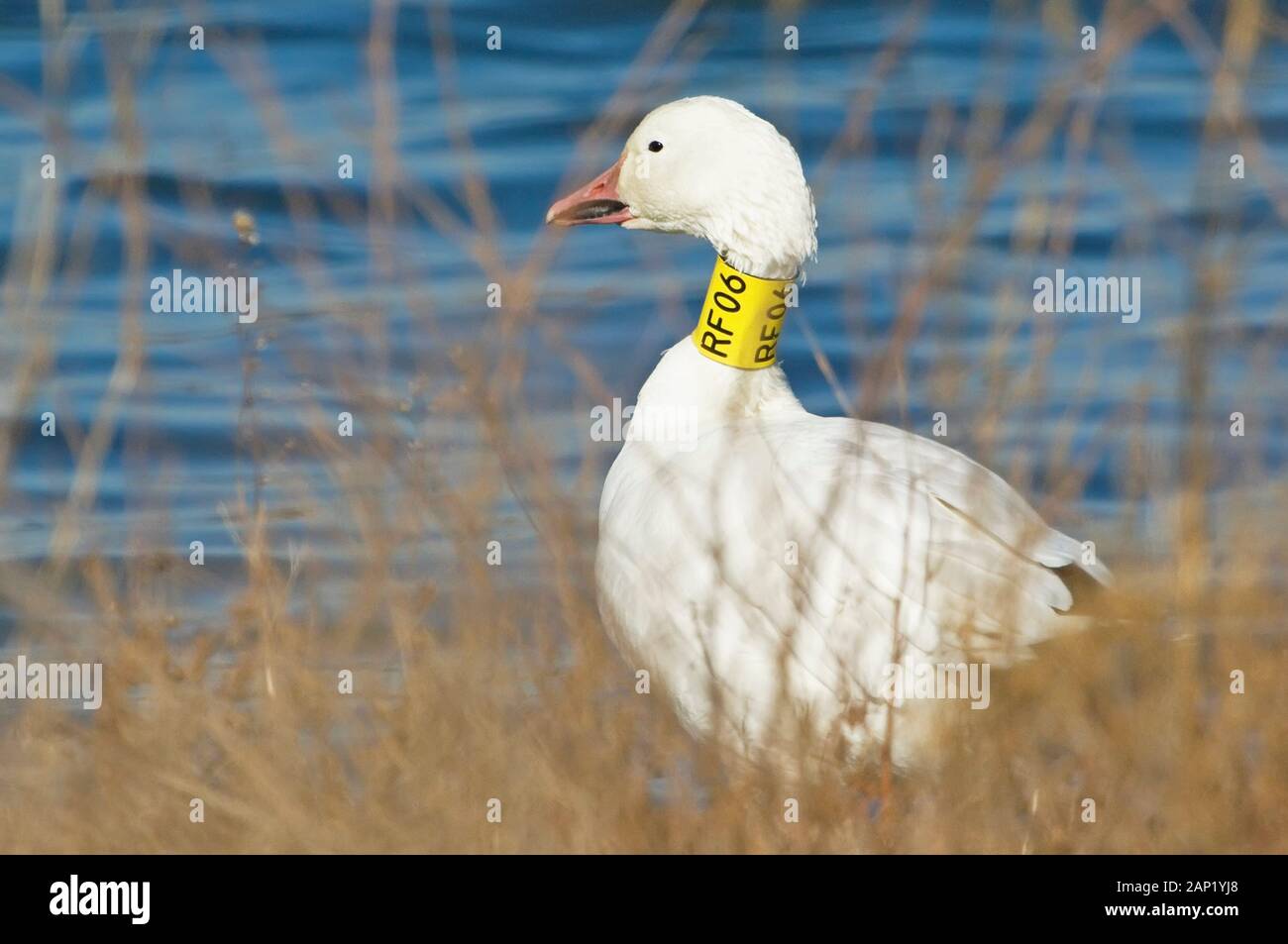 Banded Snow Geese