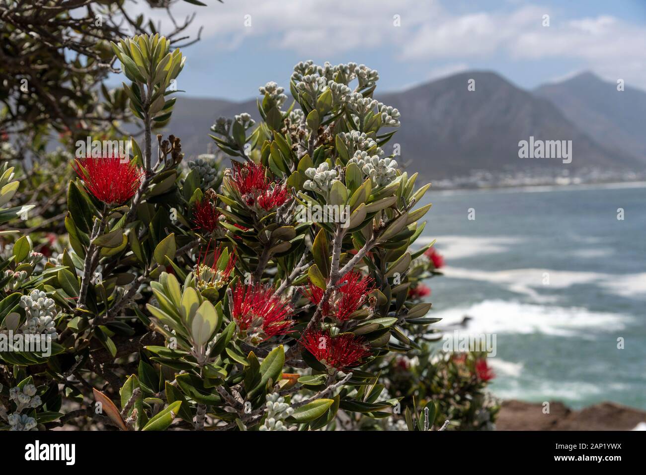 Hermanus, Western Cape, South Africa. December 2019. A Pohutukawa with red flowers on the coast of the Indian Ocean at Hermanus a popular South Africa Stock Photo