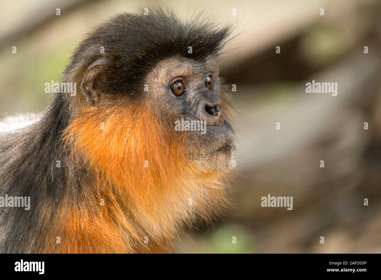 Temminck-Stummelaffe Piliocolobus temminckii, Bijilo Forest Park, Bijilo, Gambia, Westafrika  |  Temminck's red colobus monkey,   Bijilo Forest Park, Stock Photo