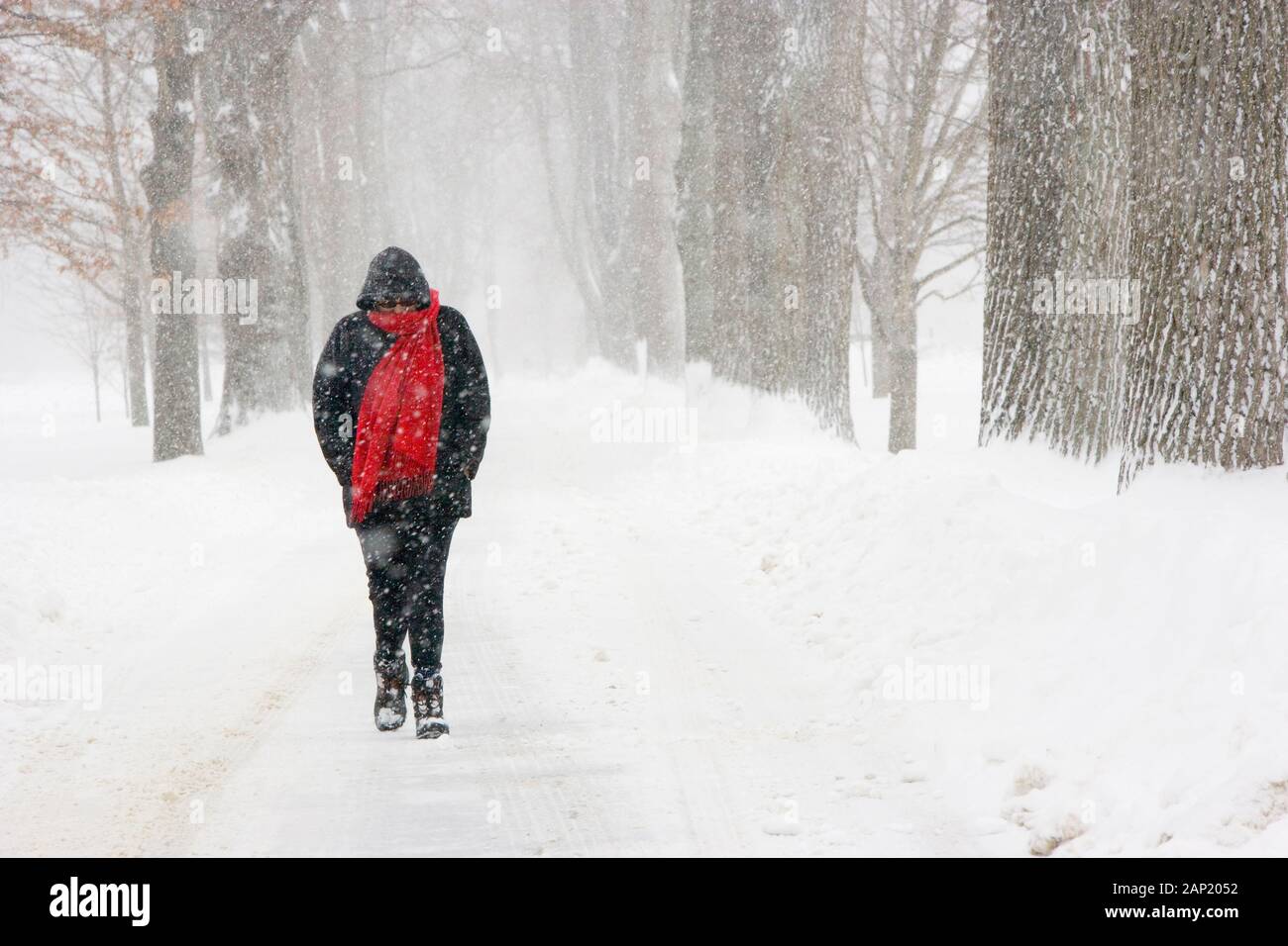 Miserable lone freezing woman walking during a snowstorm Stock Photo