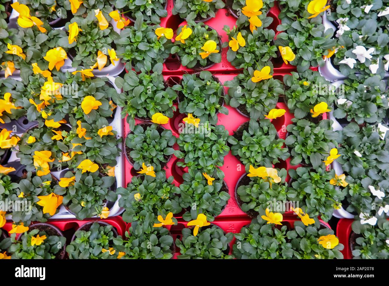 Full frame close up top view on many red, yellow and white viola cornuta flowers with green leaves in flower pots in german garden centre Stock Photo