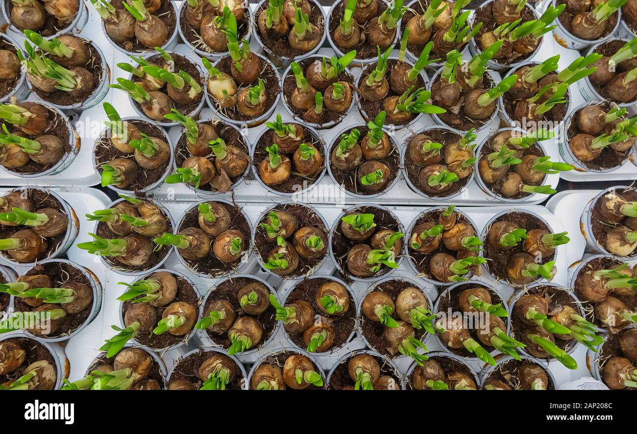 Full frame close up top view on many narcissus bulbs in flower pots in