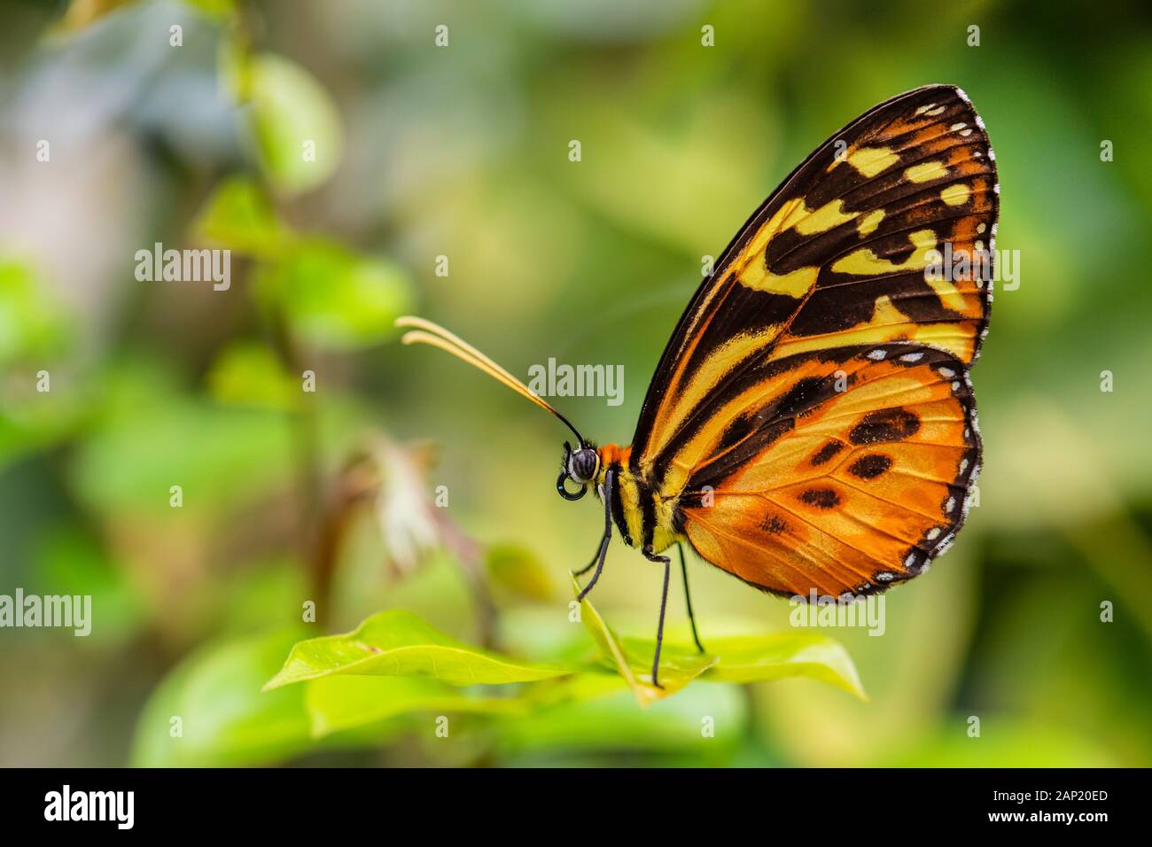 Harmonia tiger Tithorea harmonia, beautiful colored brushfoot