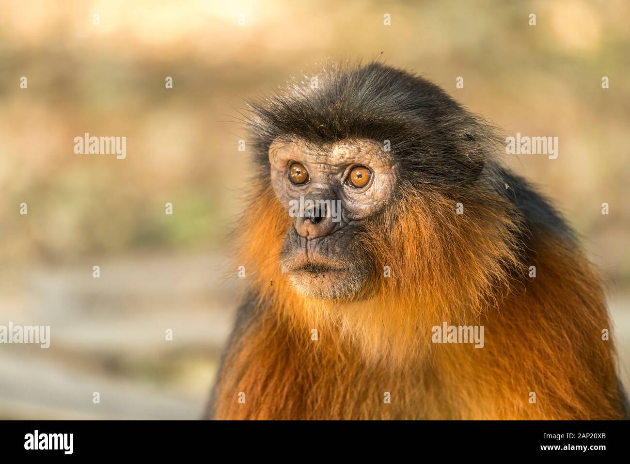 Temminck-Stummelaffe Piliocolobus temminckii, Bijilo Forest Park, Bijilo, Gambia, Westafrika  |  Temminck's red colobus monkey,   Bijilo Forest Park, Stock Photo