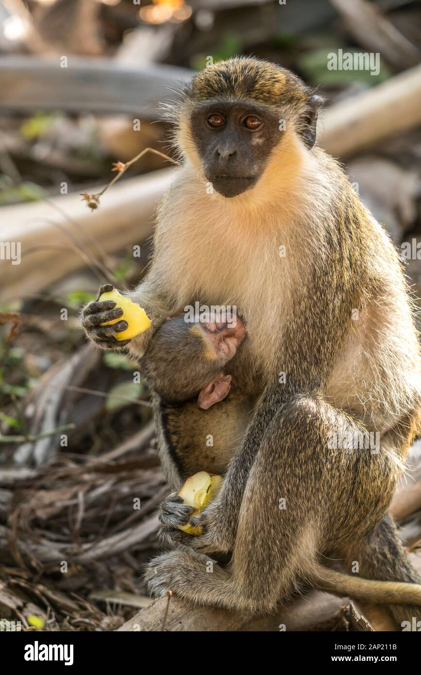 Weibliche Westliche Grünmeerkatze Chlorocebus sabaeus mit Jungem