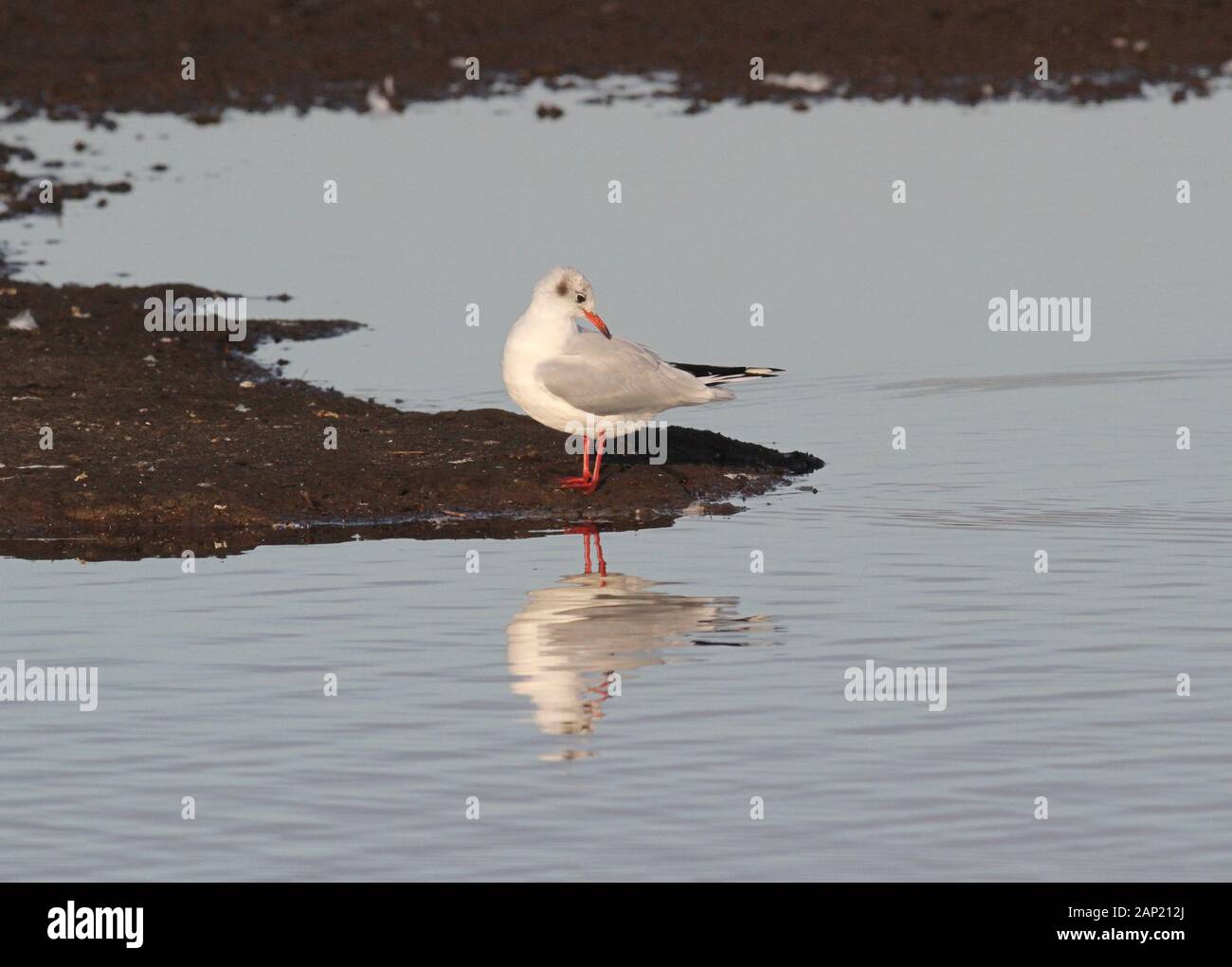 Black-headed Gull Stock Photo