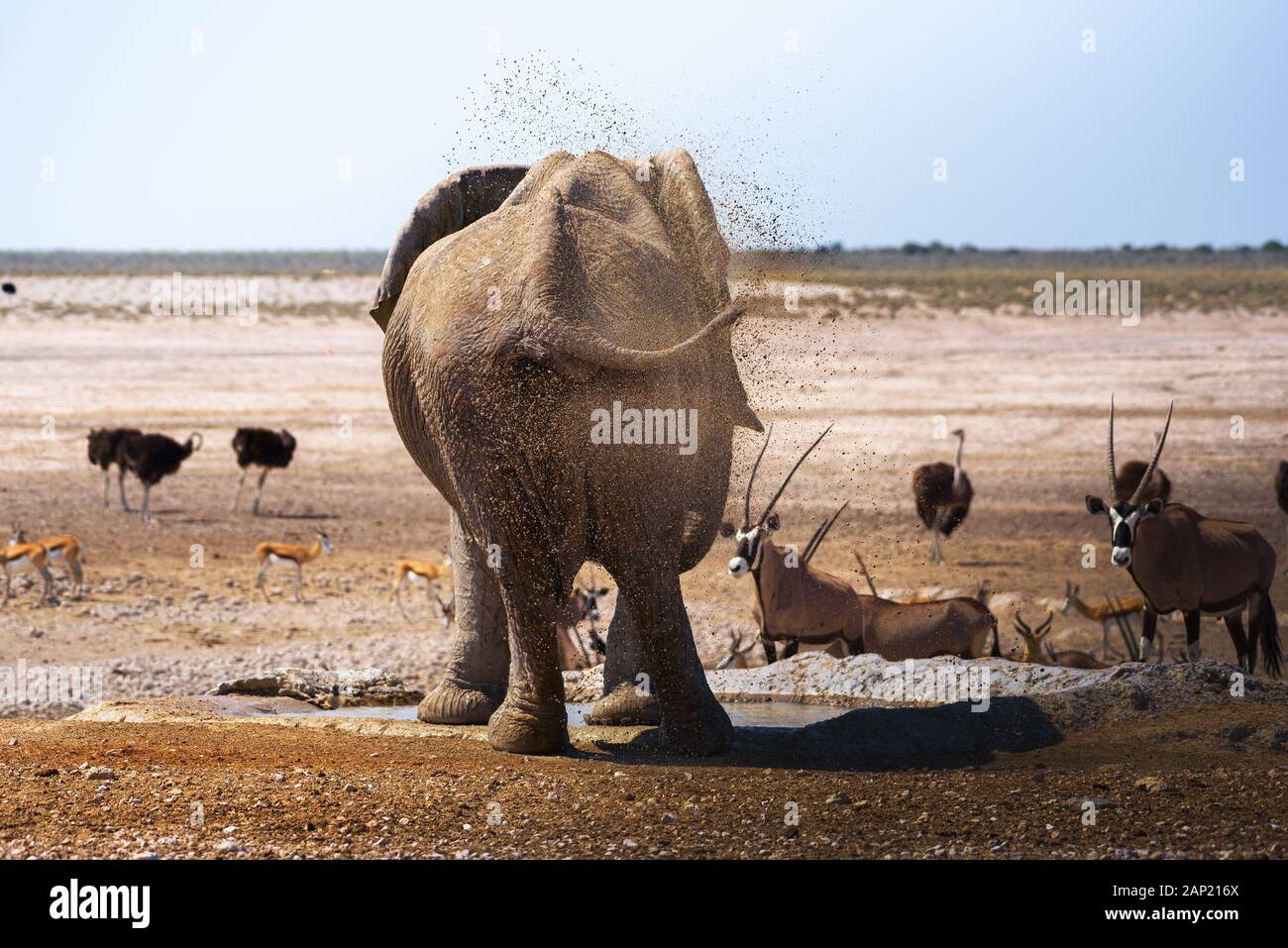 Elephant splashing mud with his trunk in Chobe National Park, Botswana Stock Photo