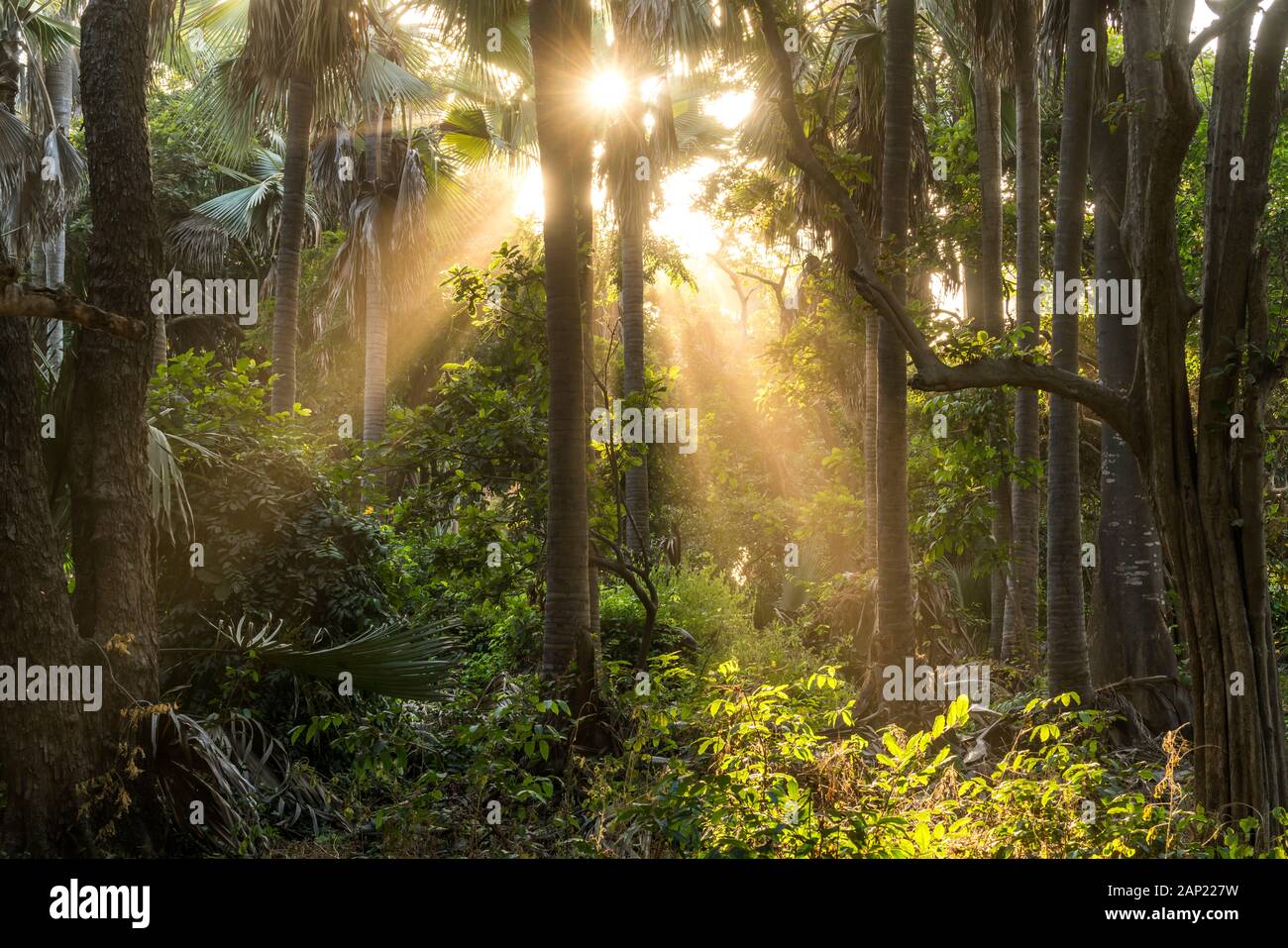 Sonnenstrahlen im Urwald, Bijilo Forest Park, Bijilo, Gambia, Westafrika  | sun rays in the jungle, Bijilo Forest Park, Bijilo, Gambia, West Africa, Stock Photo