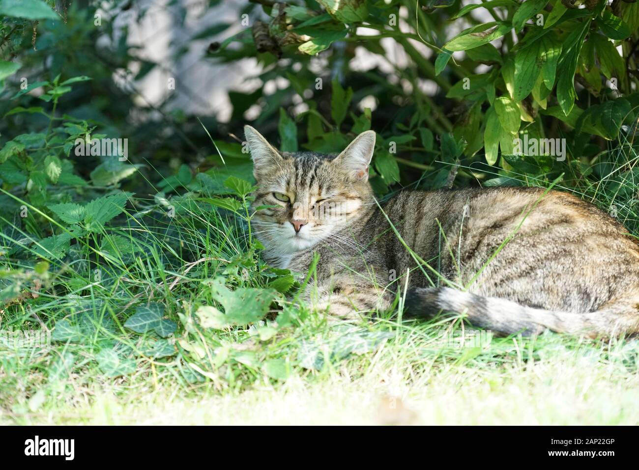 Gray cat sits in the grass and waits for prey or what is coming Stock ...