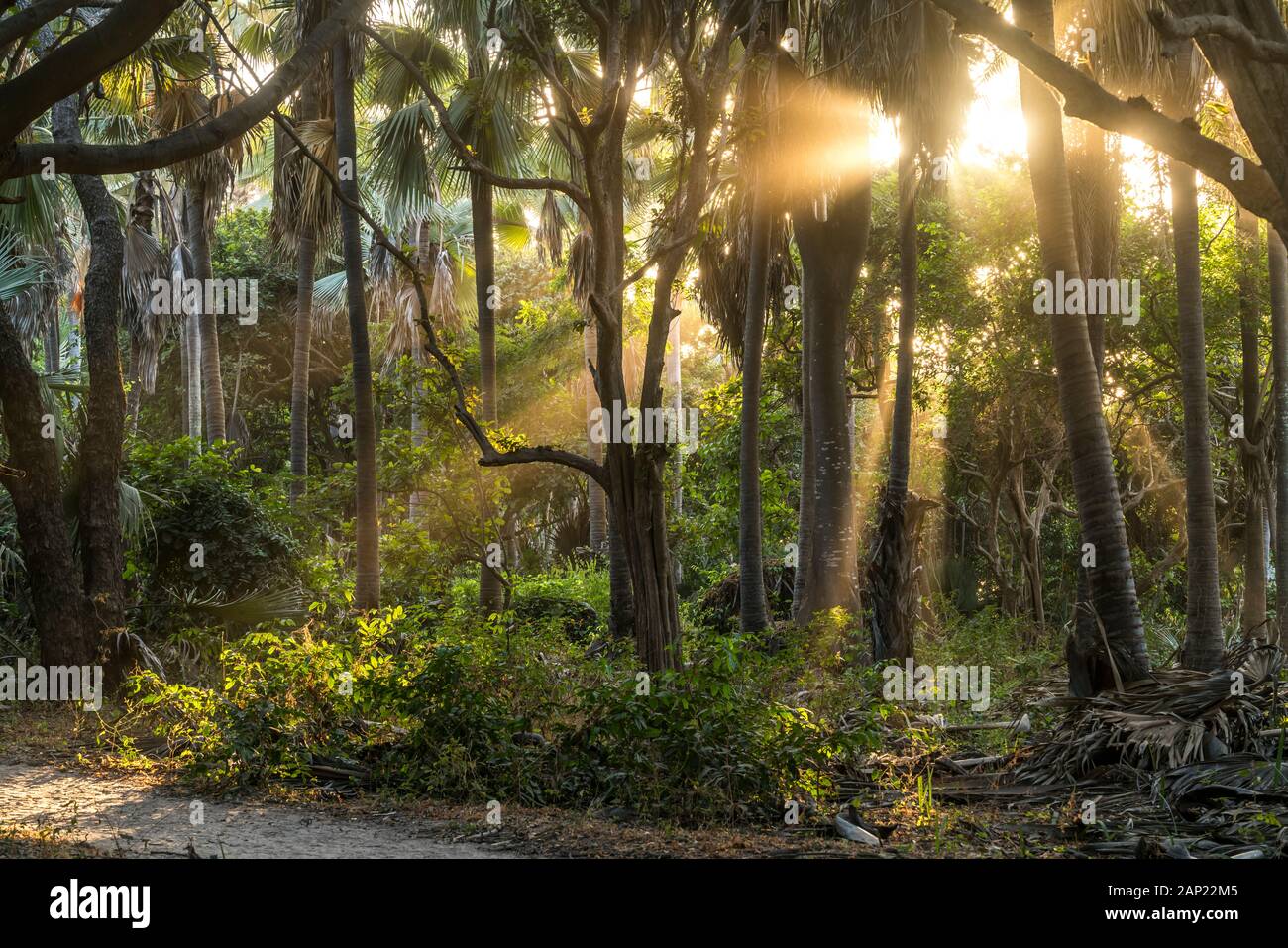 Sonnenstrahlen im Urwald, Bijilo Forest Park, Bijilo, Gambia, Westafrika  | sun rays in the jungle, Bijilo Forest Park, Bijilo, Gambia, West Africa, Stock Photo