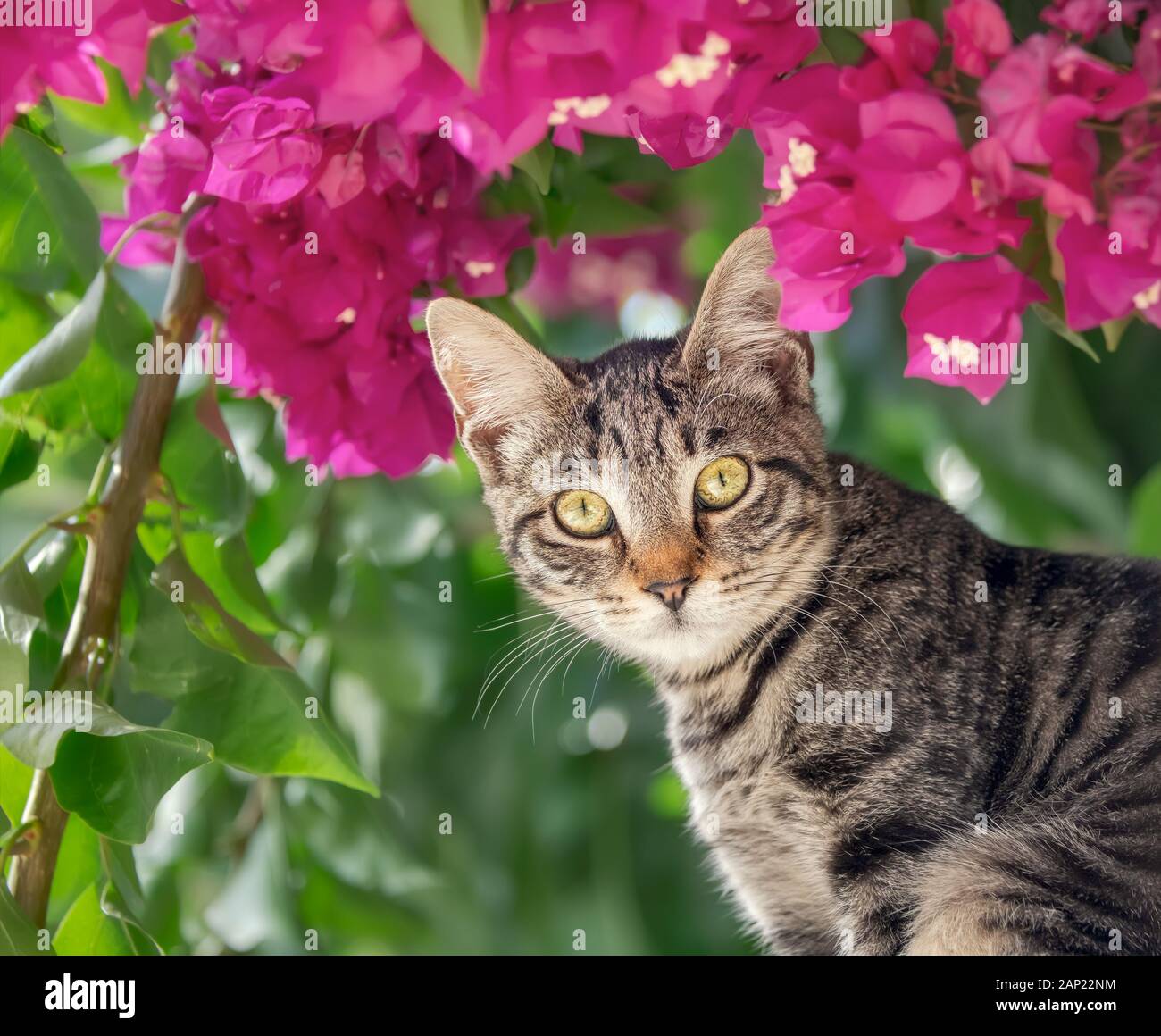 Cute young brown tabby cat posing in front of pink Bougainvillea flowers and looking curiously, Crete, Greece Stock Photo