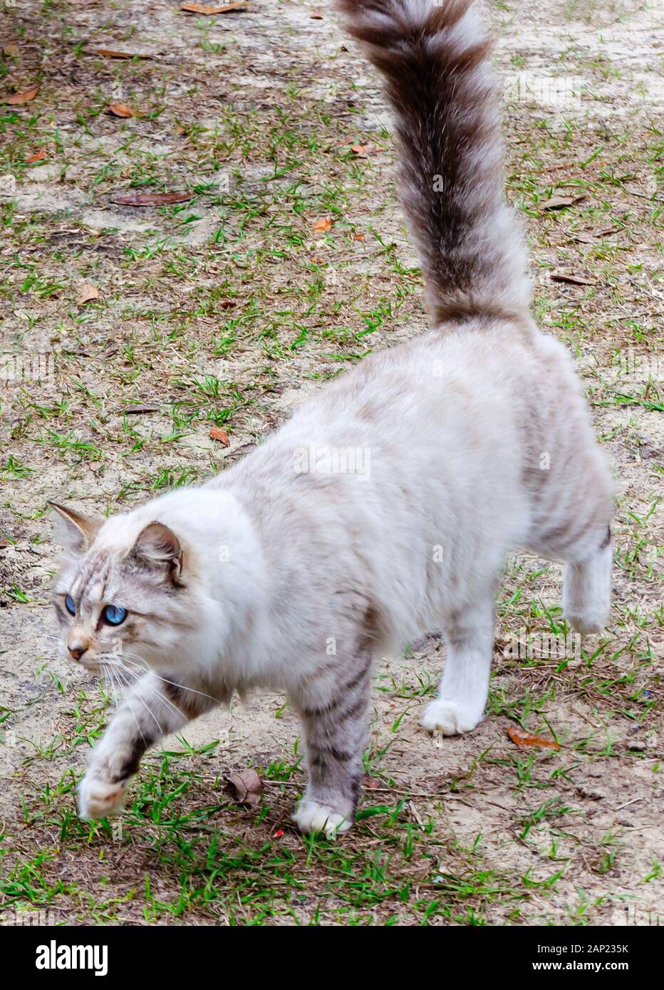 A long-haired silver tabby cat walks across a yard, Jan. 13, 2020, in Coden, Alabama. Stock Photo