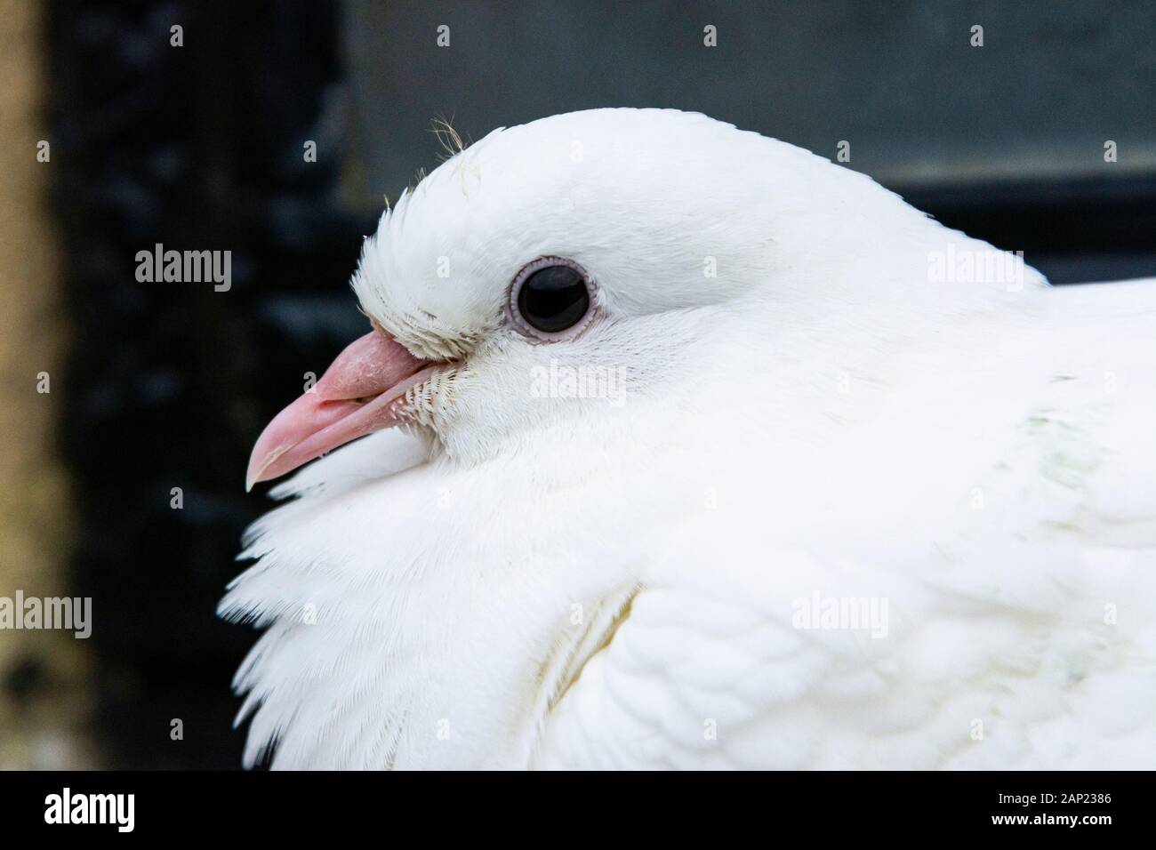 A white dove Stock Photo - Alamy