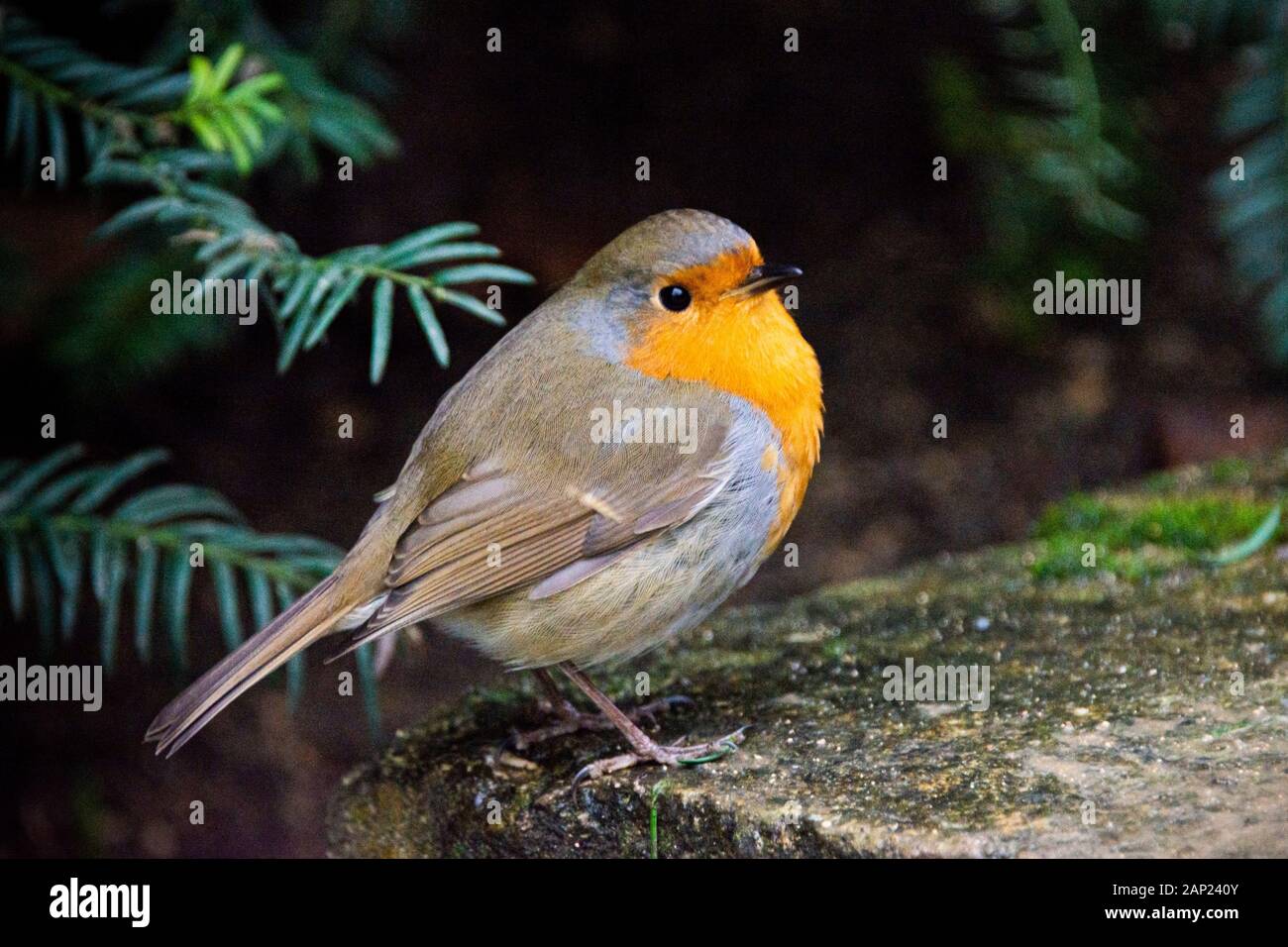 A Robin Erithacus Rubecula Stock Photo Alamy