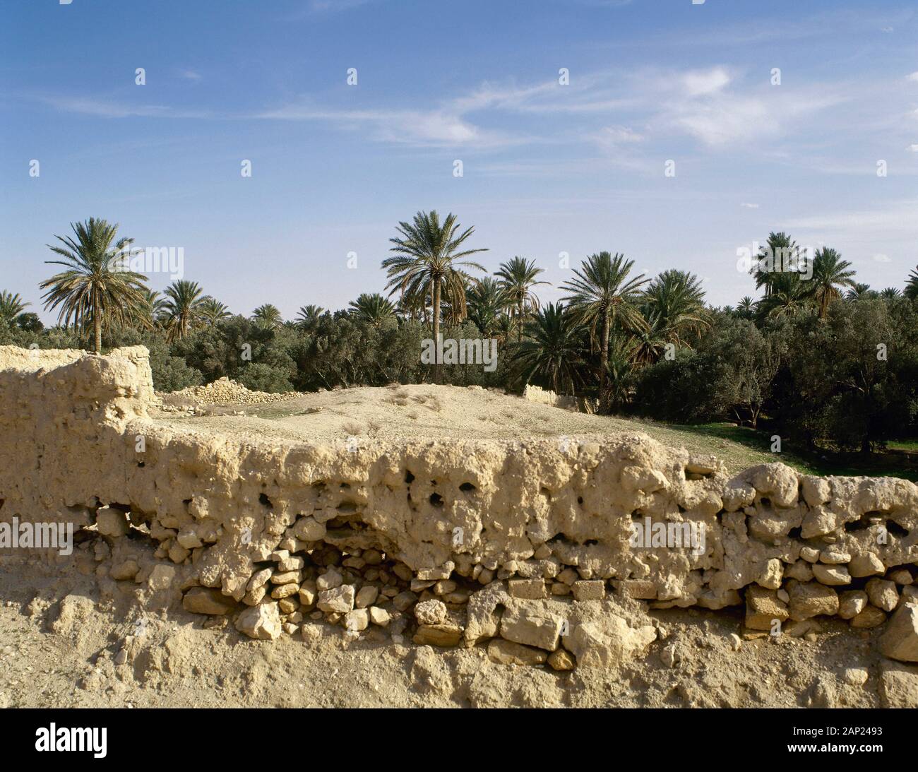 Syrian Arab Republic. Oasis of Tadmor. Palm grove. Photo taken before Syrian Civil War. Stock Photo