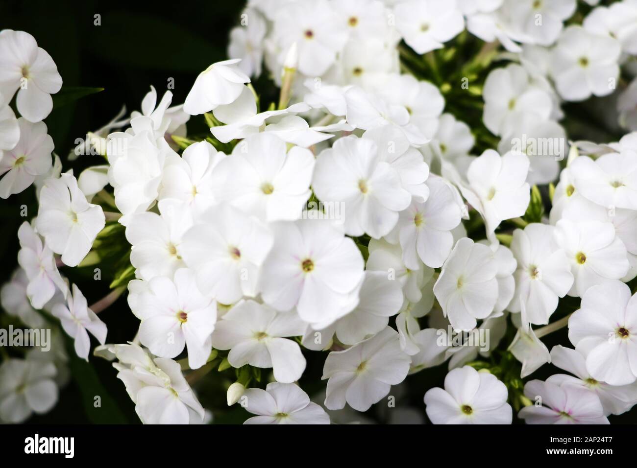 Closeup of white phlox's. Beautiful flowers white phlox's Stock Photo