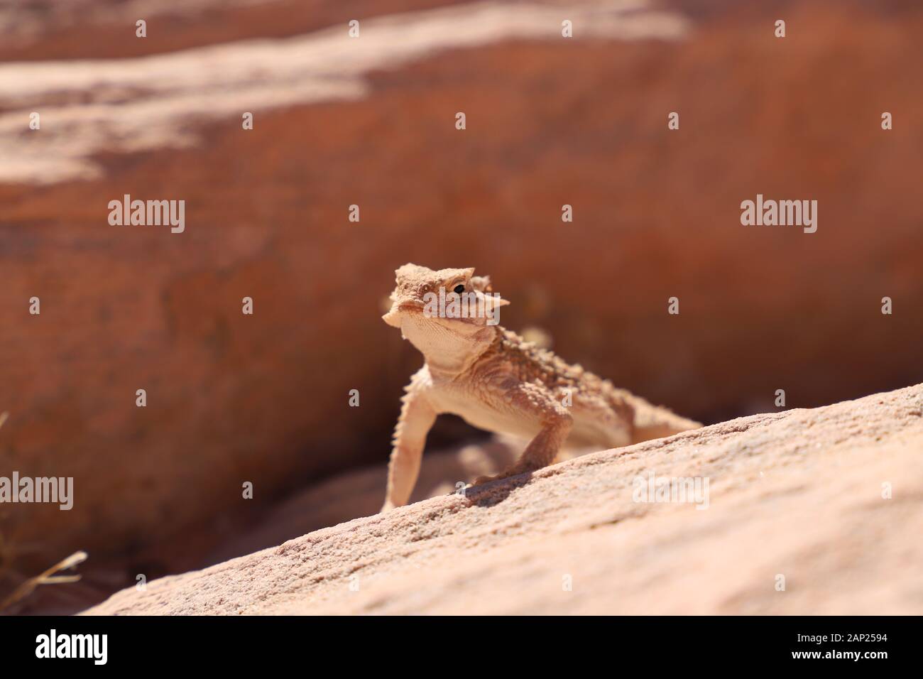 Lizard in the Valley of Fire Stock Photo