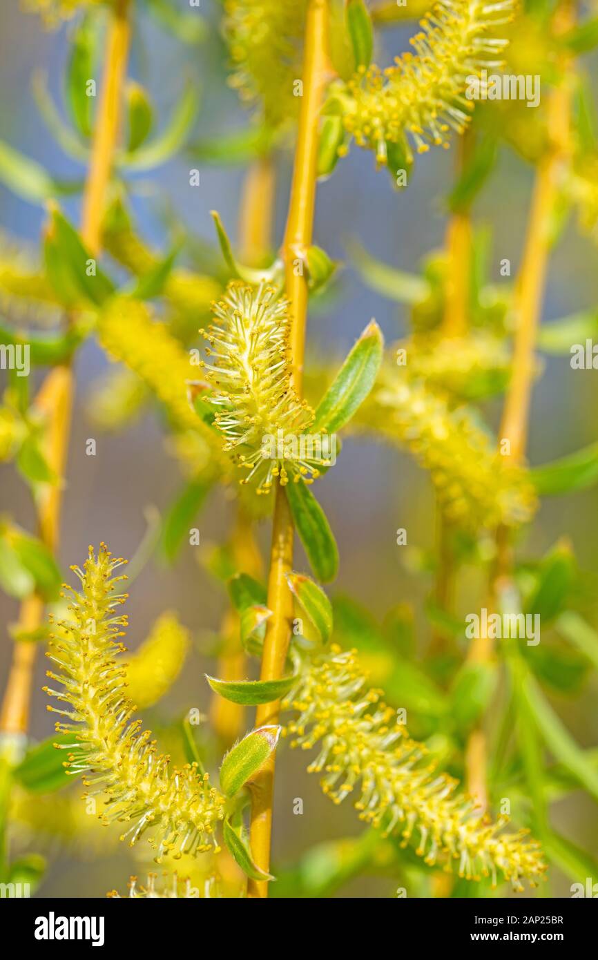 Blossoming weeping willow, Salix babylonica, in spring Stock Photo