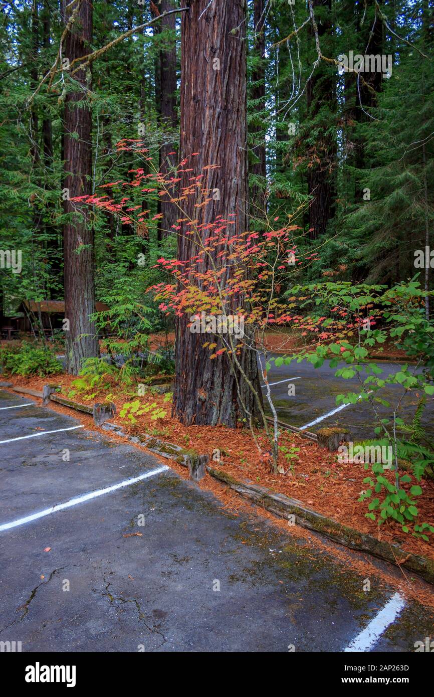 Amazing color contrasts at Grizzly Creek Redwoods State Park Stock Photo