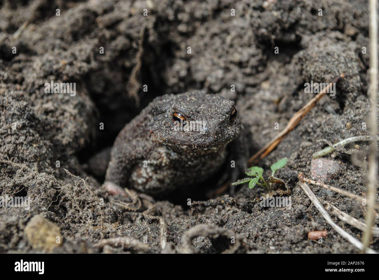 Mr. Frog Stock Photo