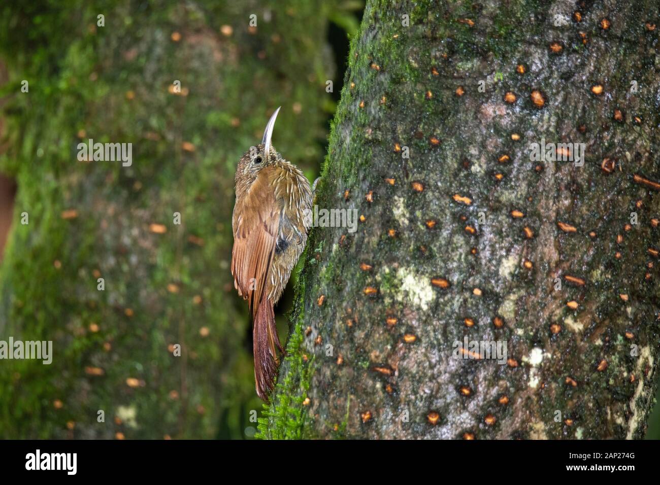 Montane Woodcreeper  Lepidocolaptes lacrymiger Tandayapa Bird Lodge, Ecuador 5 December 2019        Adult        Furnariidae Stock Photo