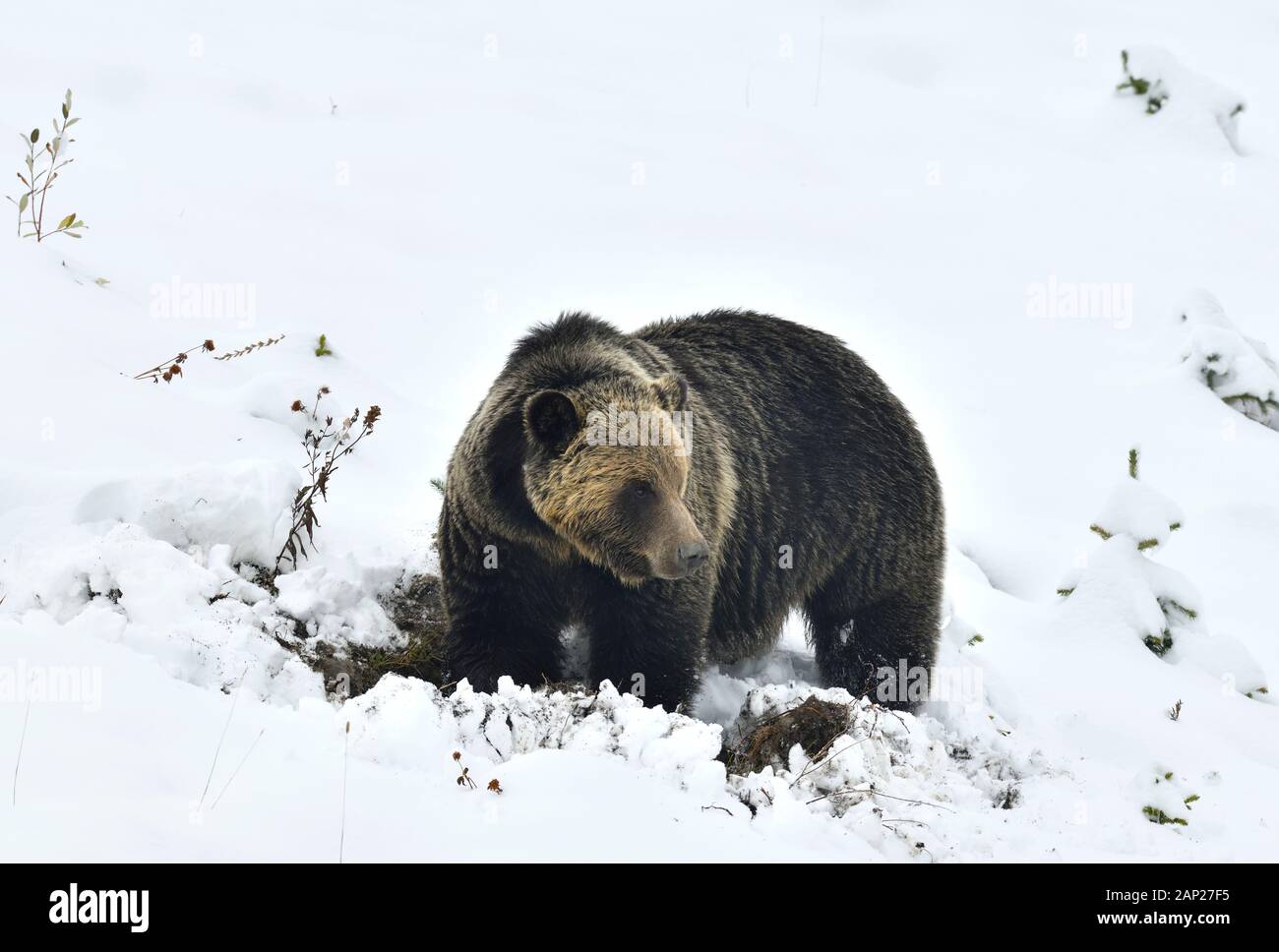 An adult grizzly  bear' Ursus arctos';  is found digging roots along a snow covered hillside in rural Alberta Canada. Stock Photo