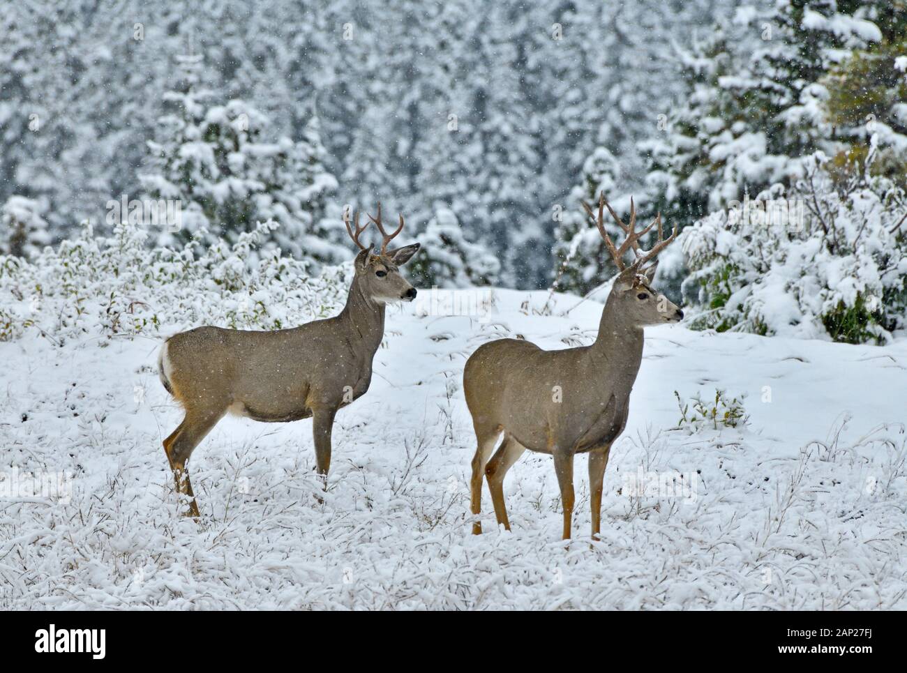 Two mule deer bucks 'Odocoileus hemionus' standing in the freshly falling snow in rural Alberta Canada Stock Photo