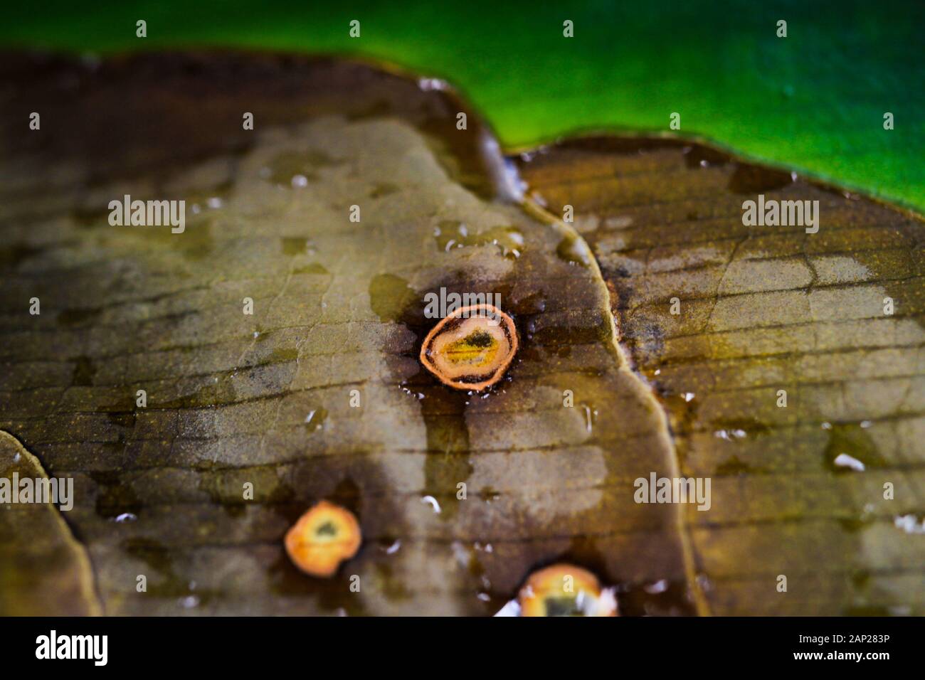 Macro Close Up Of Isolated Green Partly Withered Yucca Palm Tree Leaf With Brown Spots Stock Photo Alamy