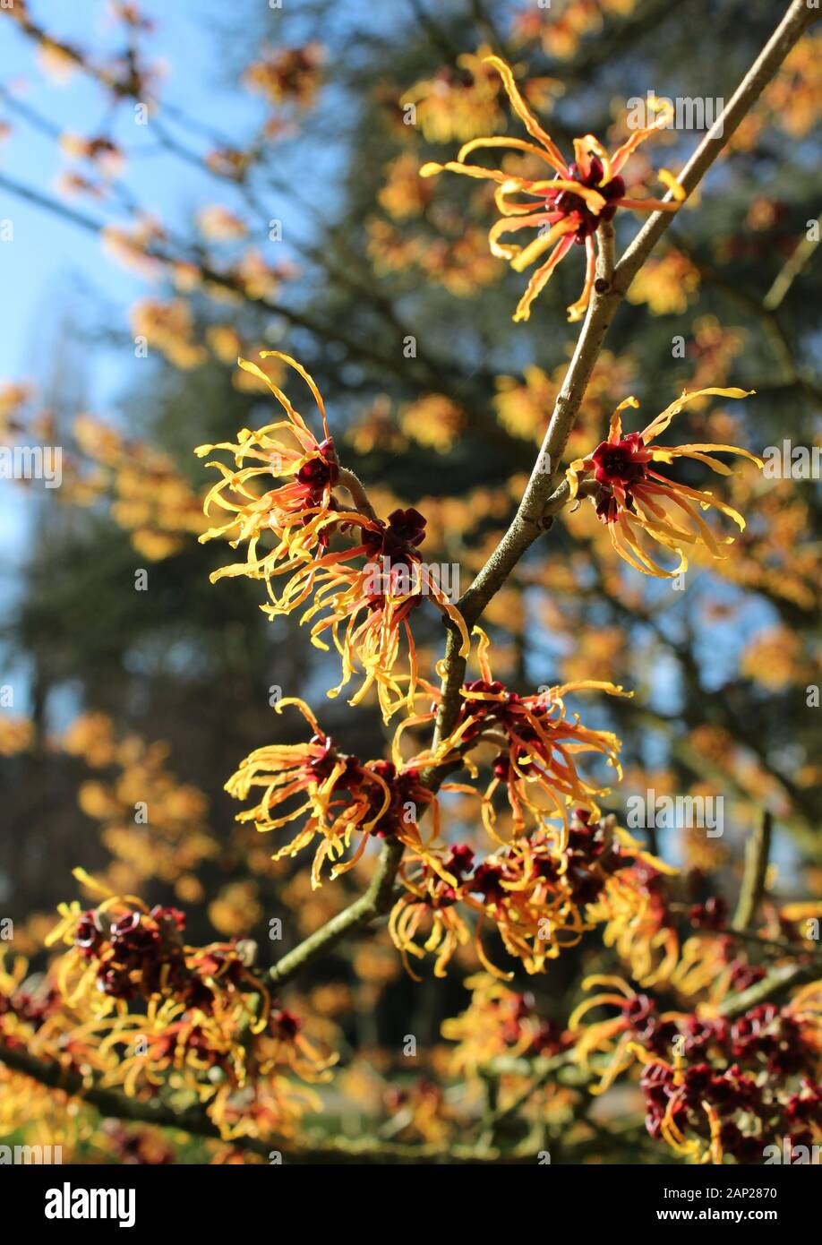The sunlit flowers of Hamamelis mollis also known as Chinese Witch Hazel, a winter flowering shrub native to China. In a natural outdoor setting, with Stock Photo