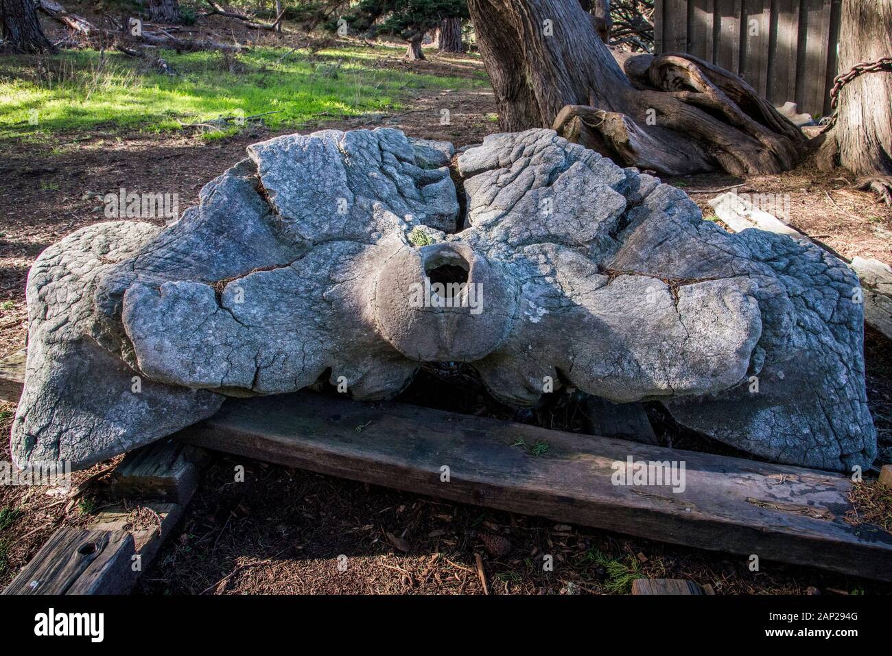 Display of whale bone from historic whaling industry at Point Lobos State Natural Reserve, California Stock Photo