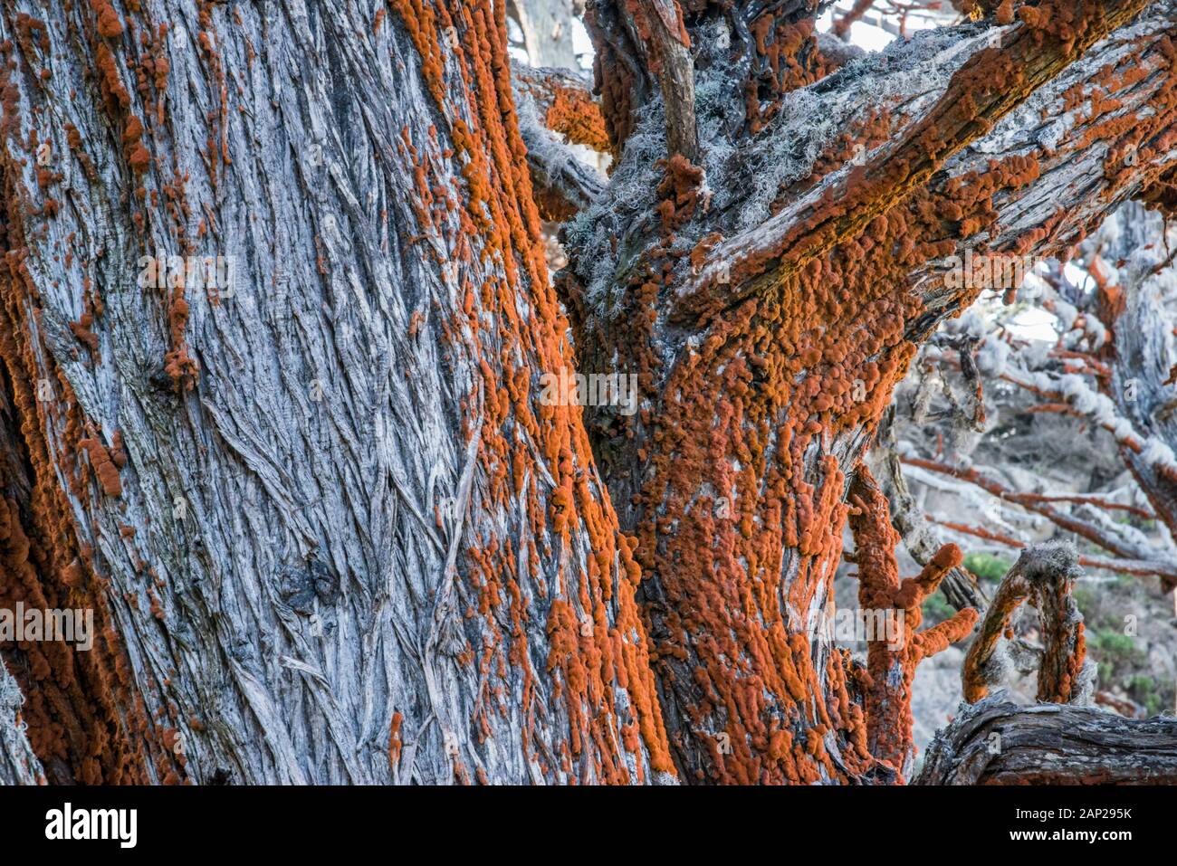 Colourful algae growing on trees at Point Lobos State Natural Reserve, California Stock Photo
