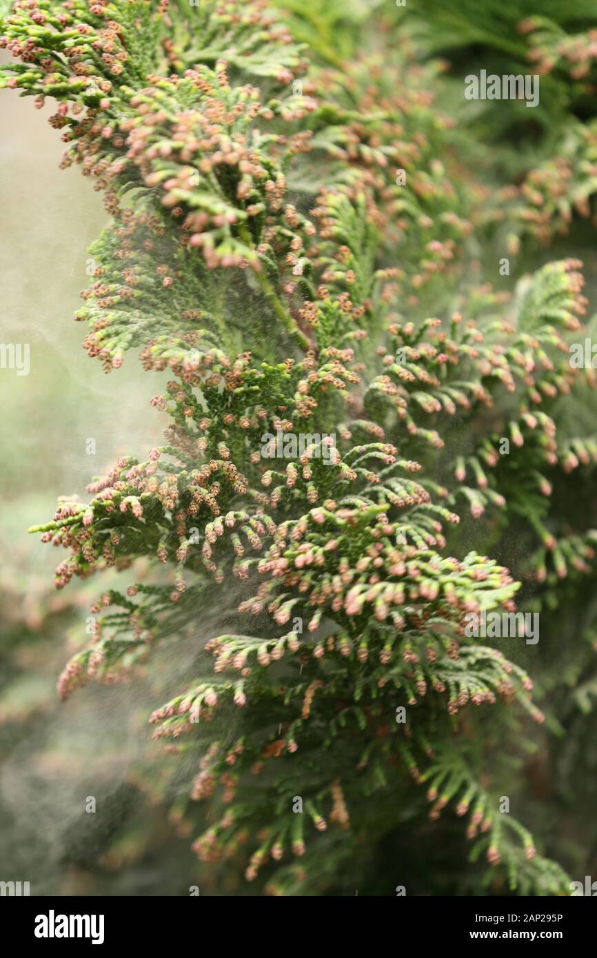 Pollen cloud falling from a conifer tree Stock Photo Alamy