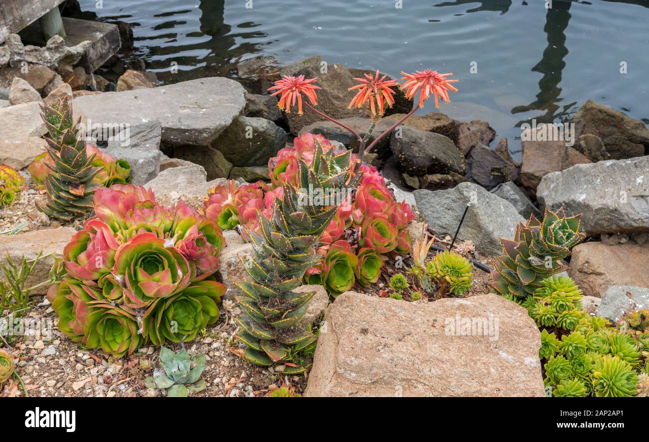 Colourful succulent plants grow in a rock garden along the waterfront of Morro Bay, California