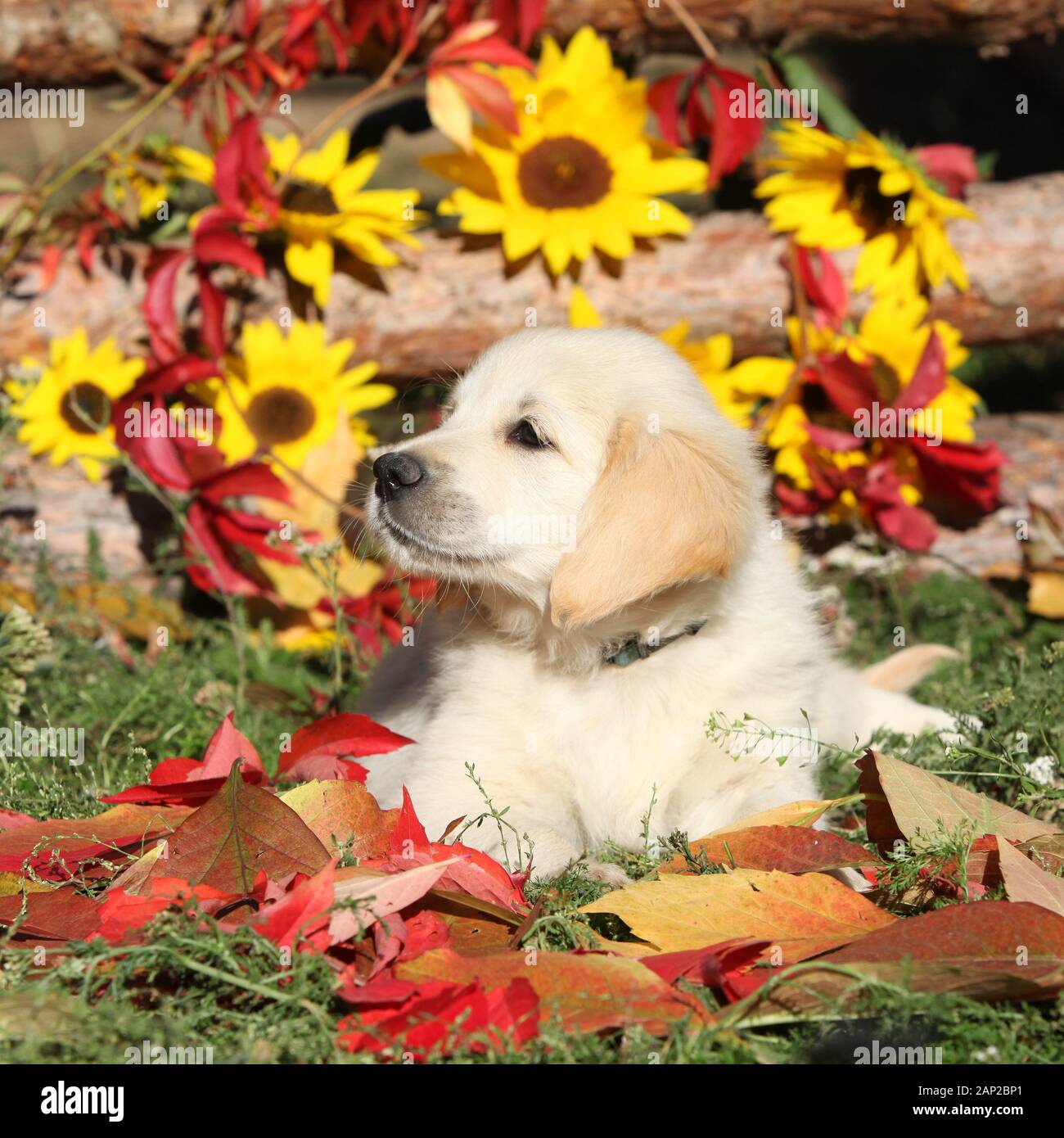 Autumn Golden retriever lying in the leaves Stock Photo - Alamy