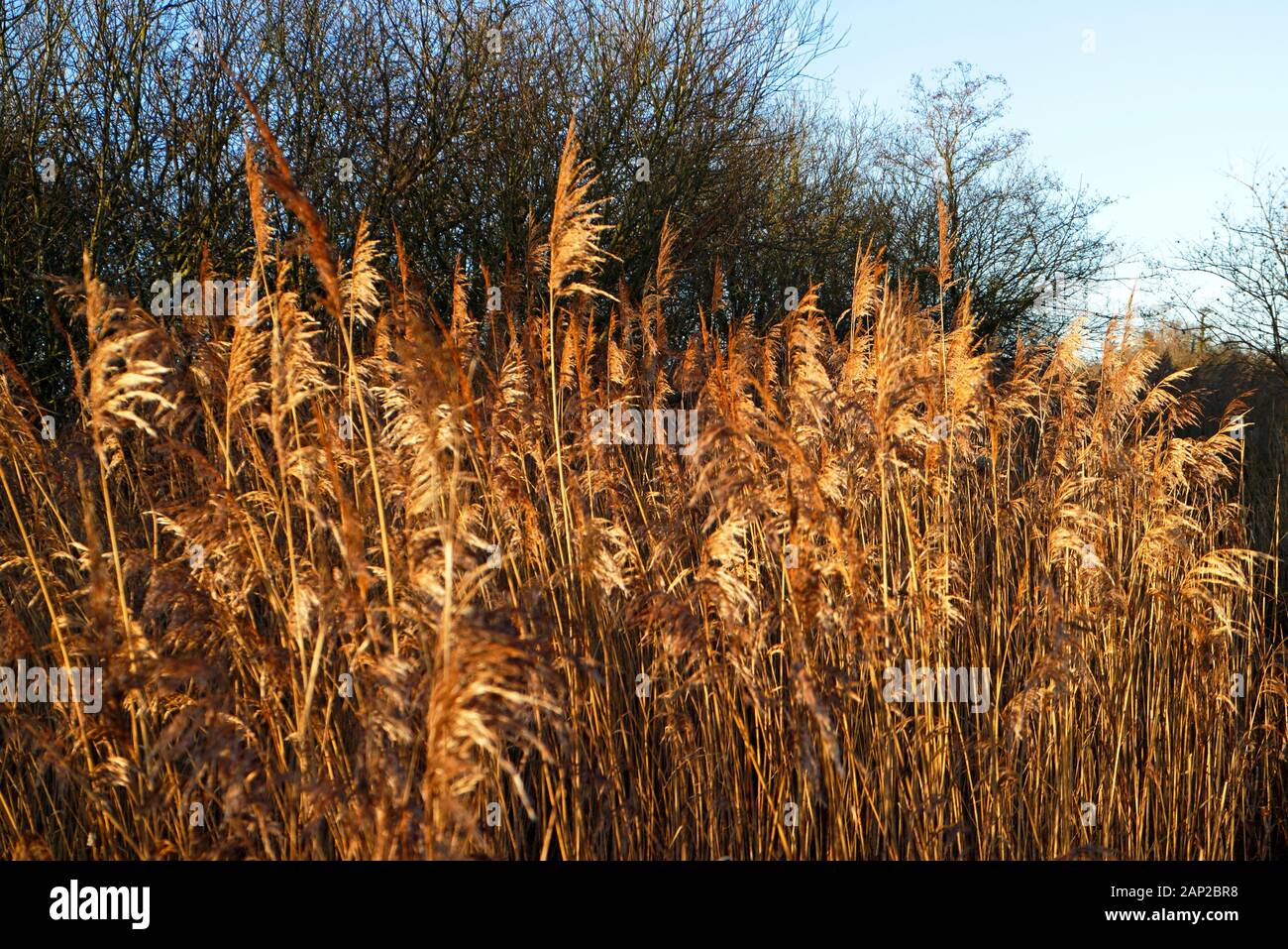 Common Reed, Phragmites communis, by Ranworth Broad Nature Reserve in winter on the Norfolk Broads at Ranworth, Norfolk, England, UK, Europe. Stock Photo