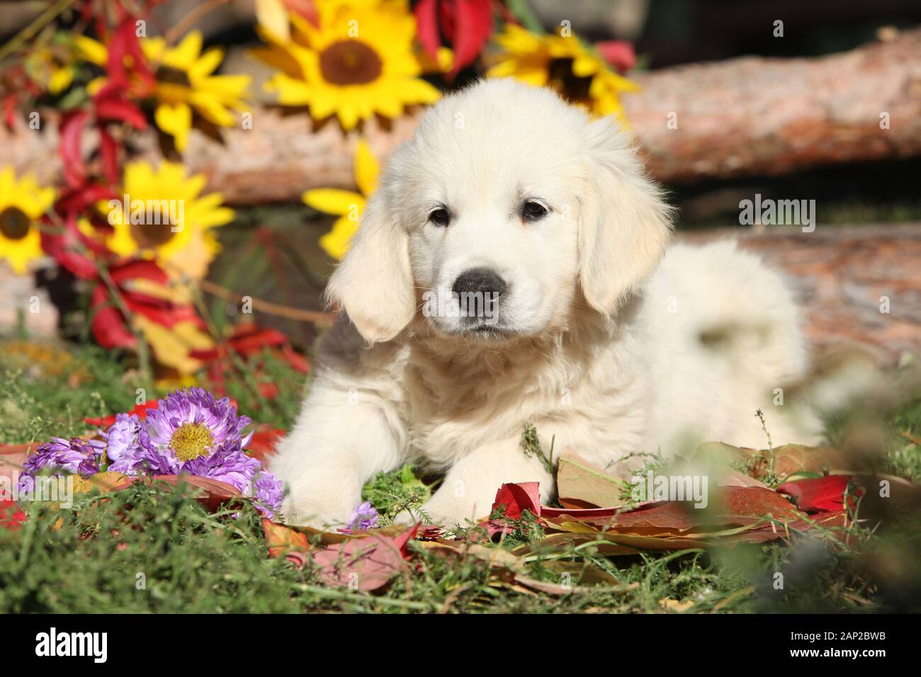 Autumn Golden retriever lying in the leaves Stock Photo - Alamy