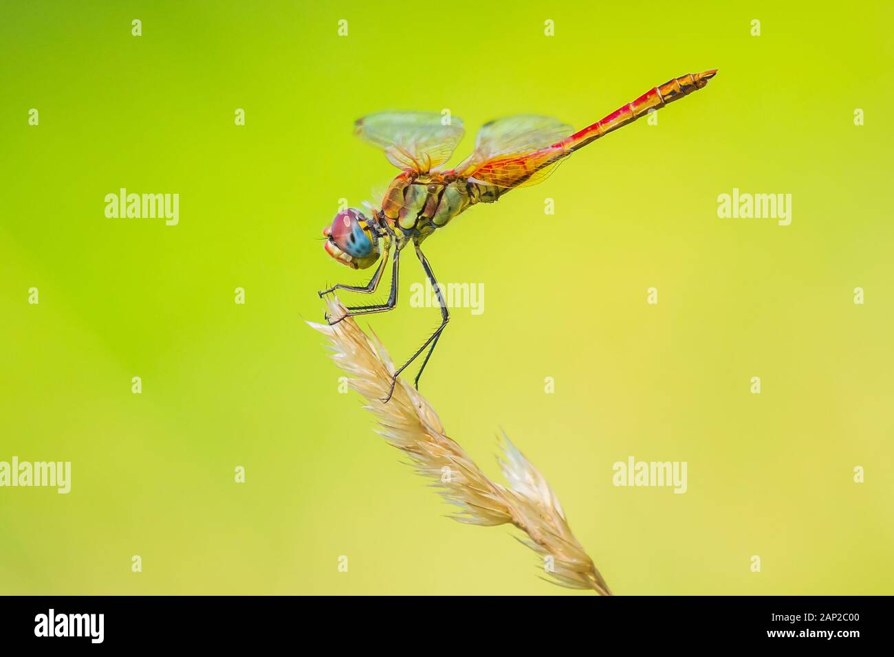 Close-up of a Sympetrum fonscolombii, Red-veined darter or nomad resting on vegetation Stock Photo