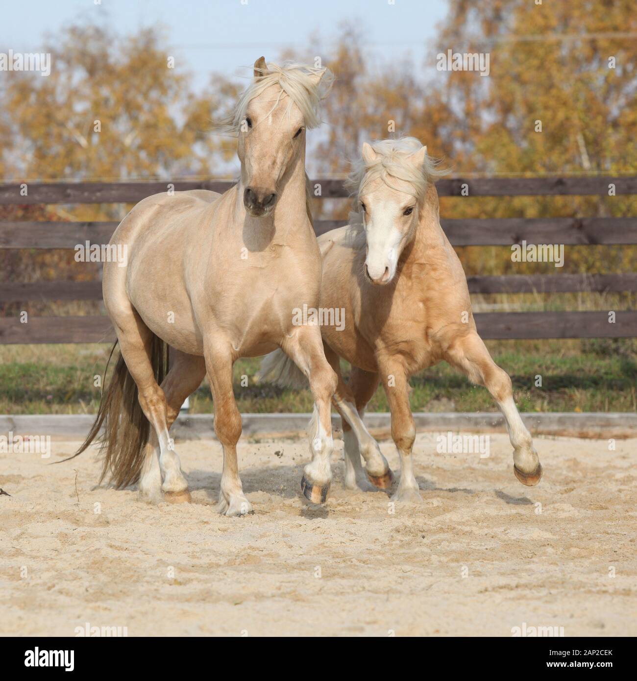 Two amazing palomino stallions playing together in autumn, welsh