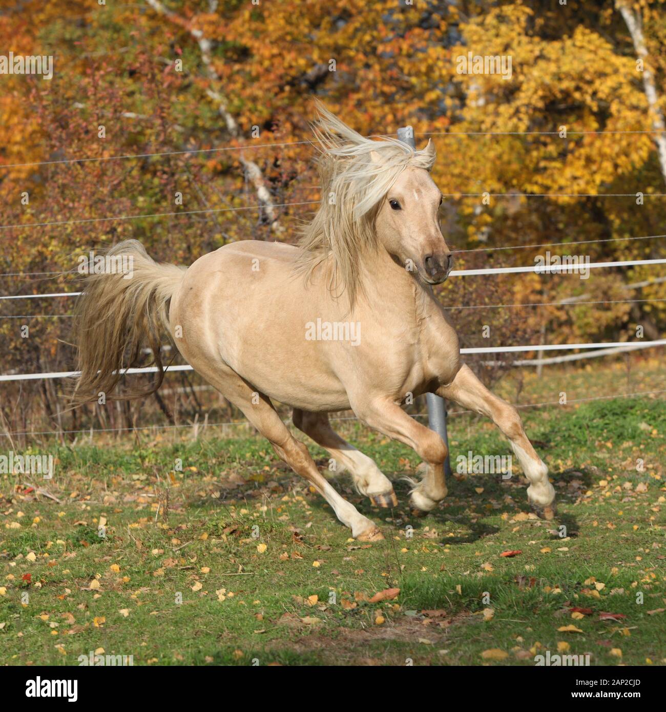 Welsh pony of cob type hires stock photography and images Alamy