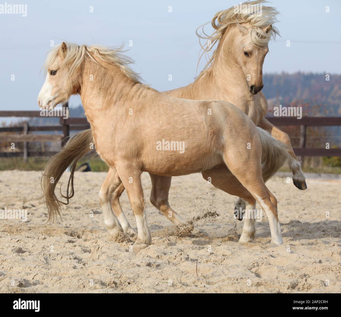 Two amazing palomino stallions playing together in autumn, welsh