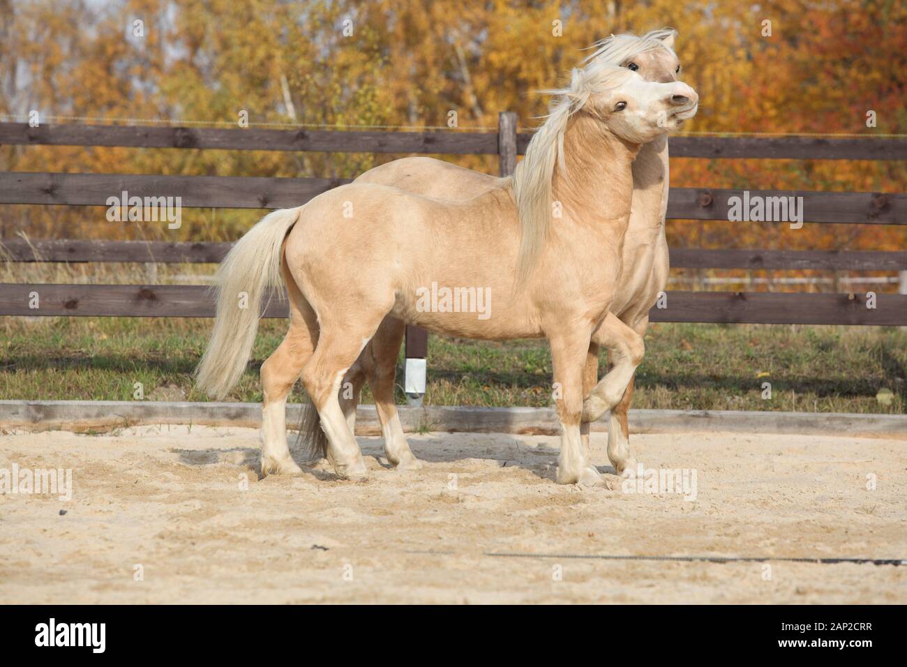 Two amazing palomino stallions playing together in autumn, welsh