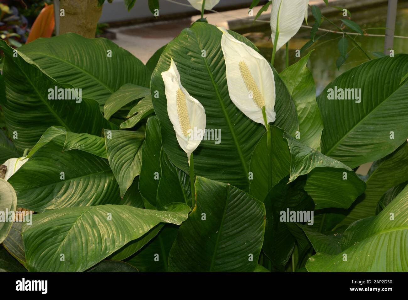 big plant of peace lily flower in bloom in botanical garden, spathiphyllum floribundum with exotic white flowers and green leaves Stock Photo